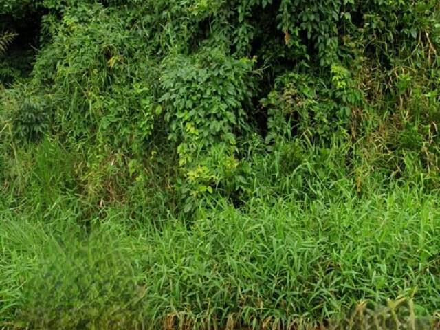 Venda em Balneário Santa Terezinha - Itapoá