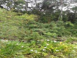 Terreno para Venda em Itapoá - 5